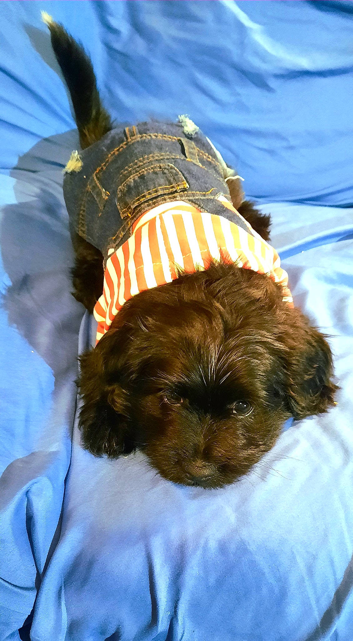 Tinktink joined the competition — help win amazing prizes! canidae, carnivore, collar, companion_dog, dog, dog_breed, dog_clothes, dog_collar, dog_supply, fashion_accessory, fawn, fur, hat, liver, small_terrier, snout, sporting_group, terrier, toy_dog, working_animal