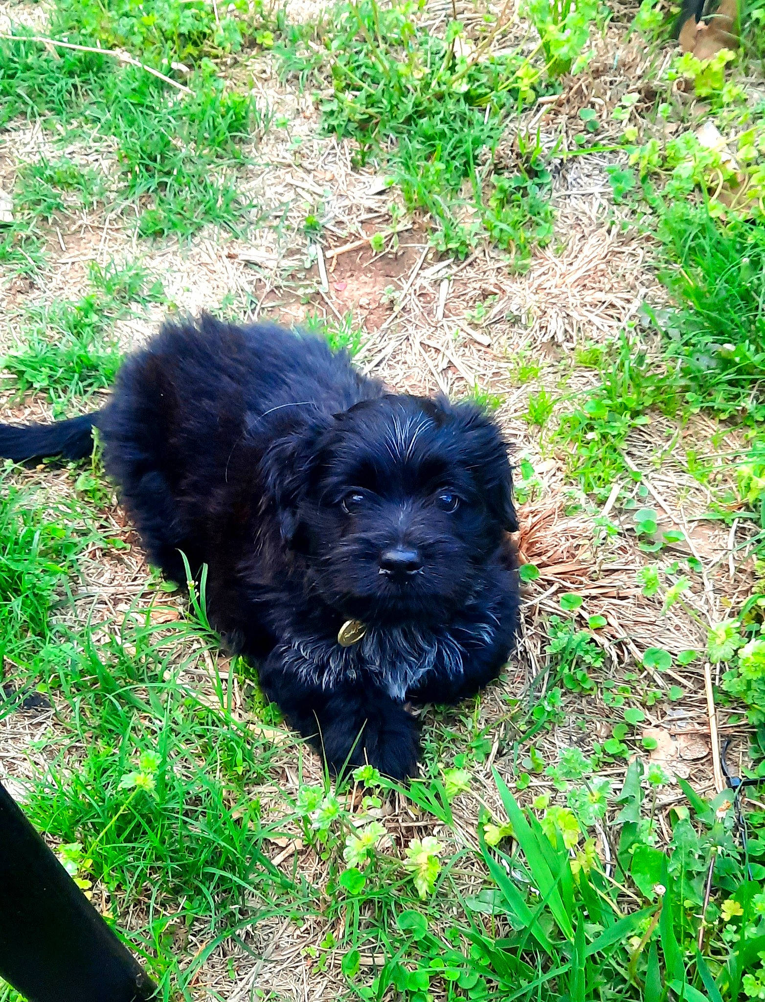 Tinktink joined the competition — help win amazing prizes! canidae, carnivore, companion_dog, dog, dog_breed, fur, grass, groundcover, liver, non_sporting_group, plant, puppy, snout, soil, sporting_group, terrestrial_animal, terrier, toy_dog, working_animal