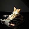 animal, cat, cozy, cute, domestic_cat, feline, fur, green_eyes, indoor, lying_down, mammal, pet, relaxed, resting, shadow, sleepy, sunlight, tabby_cat, tail, whiskers