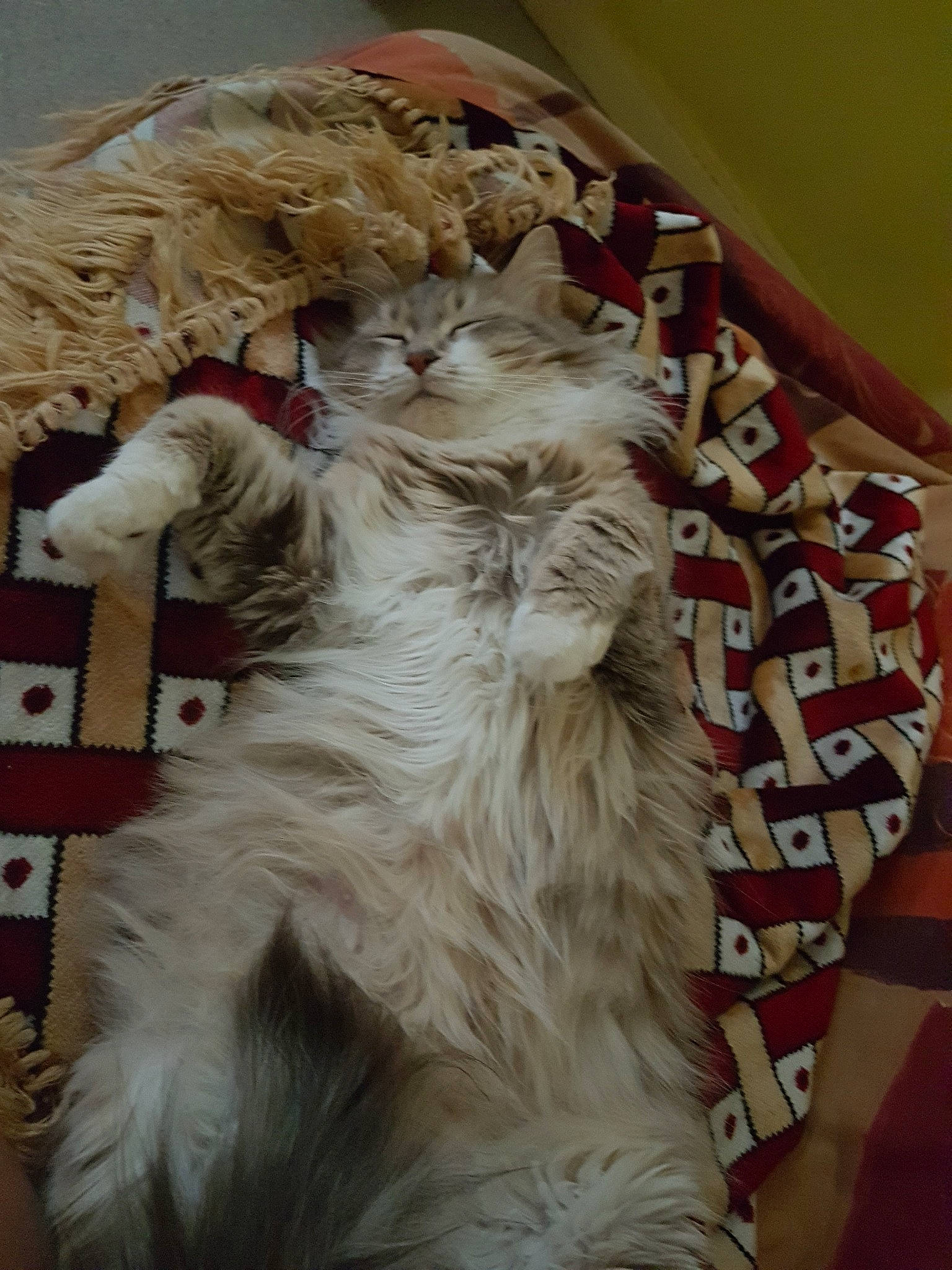 Grisette participe au concours pour gagner de l'argent avec cette photo : canidae, carnivore, cat, dog_breed, domestic_long_haired_cat, felidae, fur, norwegian_forest_cat, persian, small_to_medium_sized_cats, sporting_group, terrier