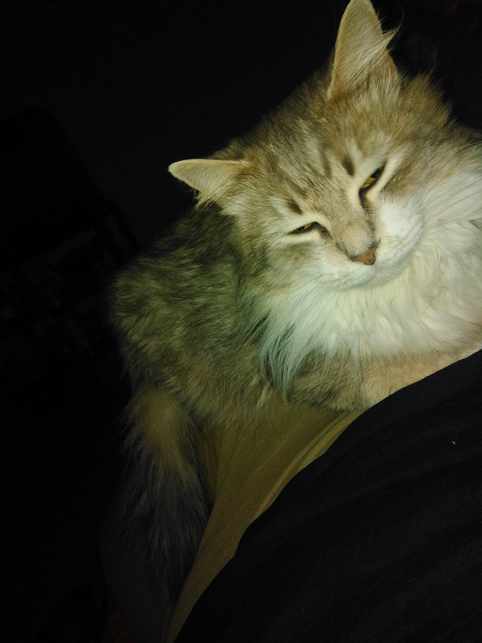 Grisette a rejoint le concours — aidez-le/la à gagner de superbes lots ! asian_semi_longhair, carnivore, cat, darkness, domestic_long_haired_cat, domestic_short_haired_cat, european_shorthair, felidae, fur, kitten, maine_coon, night, norwegian_forest_cat, ragamuffin, siberian, sky, small_to_medium_sized_cats, tabby_cat, whiskers