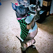 Dixie joined the competition — help win amazing prizes! animal, black, canine, carpet, checkered, cute, dog, domestic, ears, floor, furniture, green, hind_legs, household, indoor, looking_up, pet, standing, sweater, tail