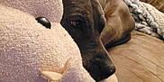 Dixie is registered to the contest to win money with this photo: animal, brown, closeup, comfort, couch, cozy, dog, ears, home, indoor, nuzzle, pet, plush, relaxed, resting, sleepy, snuggling, soft, stuffed_animal, texture