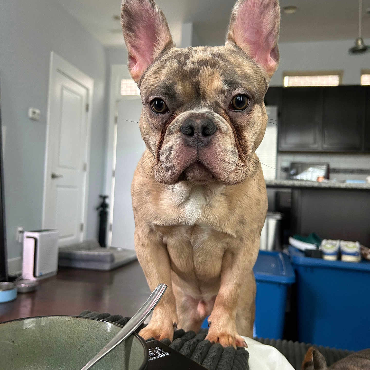 Onyx joined the competition — help win amazing prizes! blanket, bowl, charging_device, container, curious, dog, door, ears, expression, eyes, floor, french_bulldog, furniture, household, indoor, kitchen, pet, snout, spoon, window