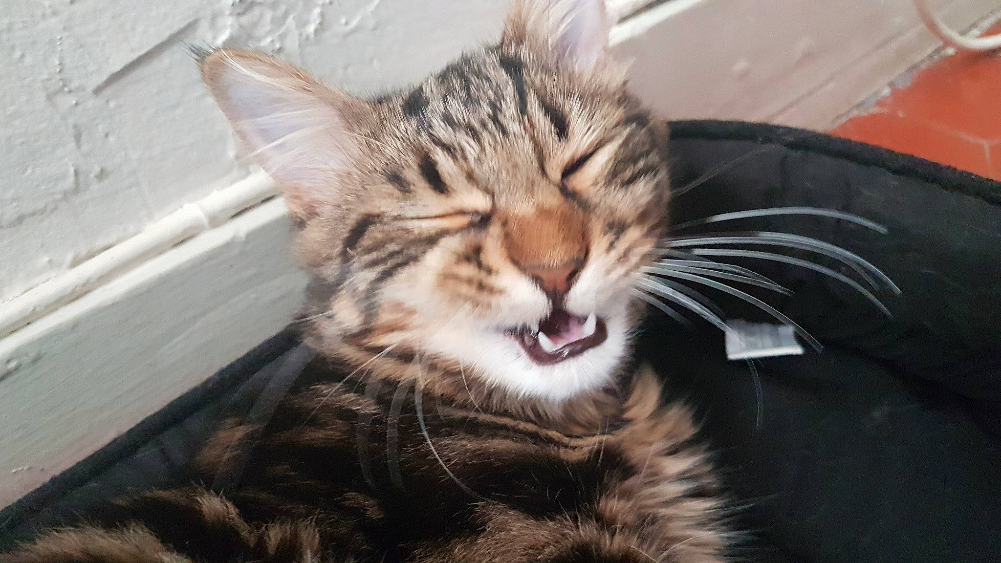 Gizmo a rejoint le concours — aidez-le/la à gagner de superbes lots ! american_shorthair, american_wirehair, asian, california_spangled, carnivore, cat, domestic_short_haired_cat, dragon_li, european_shorthair, facial_expression, felidae, kitten, mammal, pixie_bob, small_to_medium_sized_cats, snout, tabby_cat, toyger, vertebrate, whiskers