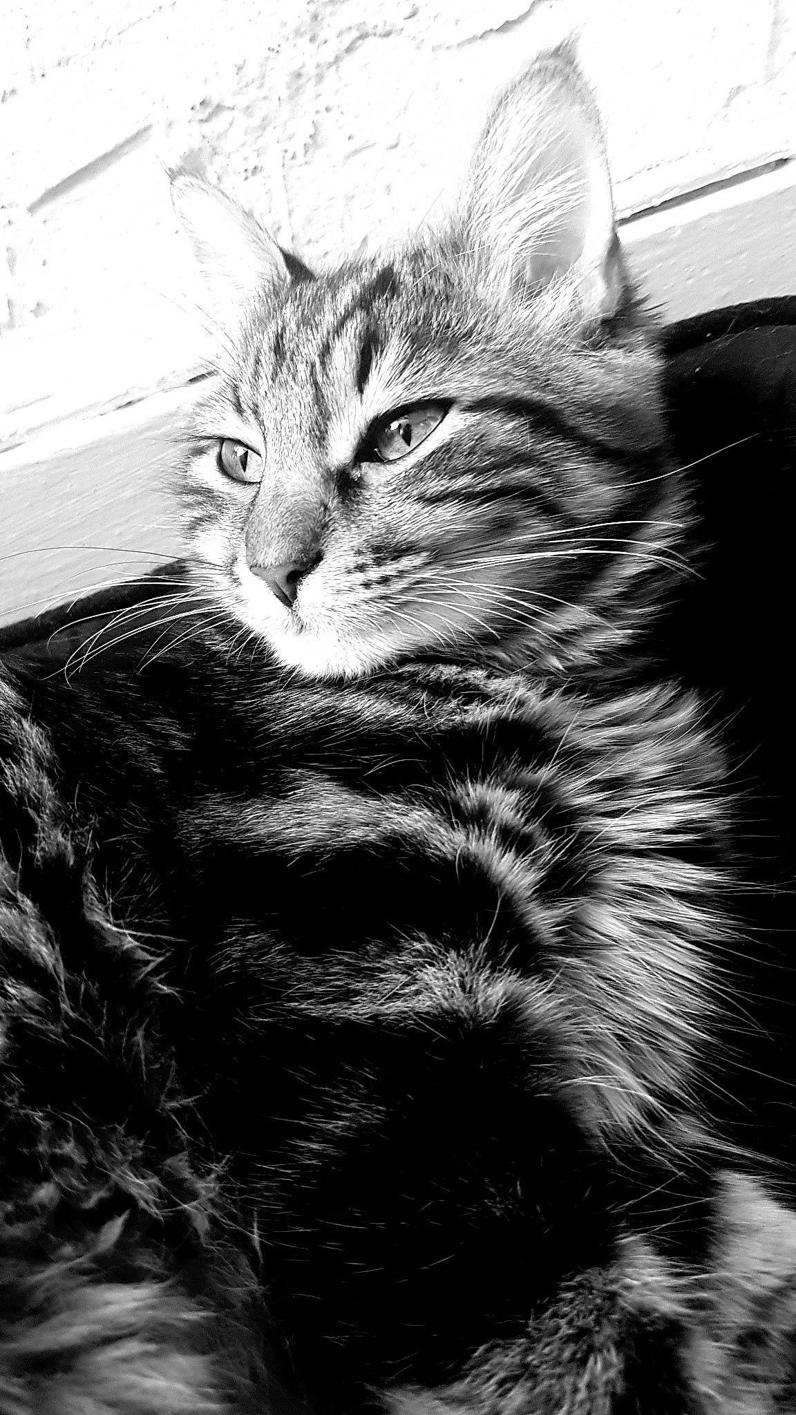 Gizmo a rejoint le concours — aidez-le/la à gagner de superbes lots ! asian, black, black_and_white, carnivore, cat, domestic_short_haired_cat, european_shorthair, eye, felidae, kitten, mammal, monochrome, monochrome_photography, norwegian_forest_cat, siberian, small_to_medium_sized_cats, snout, tabby_cat, whiskers, wild_cat