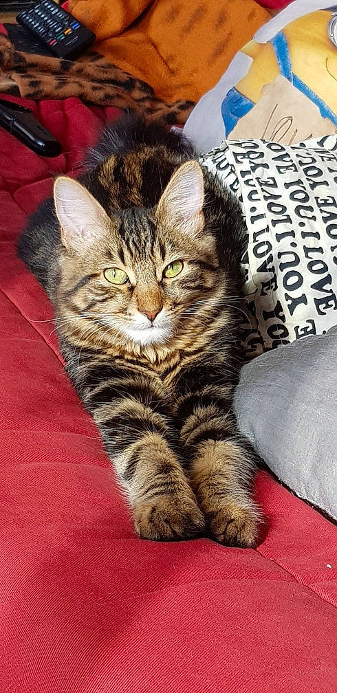 Gizmo a rejoint le concours — aidez-le/la à gagner de superbes lots ! american_bobtail, american_shorthair, asian, australian_mist, california_spangled, carnivore, cat, domestic_short_haired_cat, dragon_li, european_shorthair, felidae, kitten, mammal, pixie_bob, small_to_medium_sized_cats, tabby_cat, toyger, vertebrate, whiskers, wild_cat