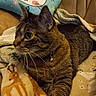 Surgarplum is registered to the contest to win money with this photo: animal, bed, bell, blanket, cartoon_pillow, cat, close_up, collar, cozy, feline, green_eyes, indoors, lying_down, pet, pillow, portrait, relaxed, striped_fur, tabby_cat, whiskers