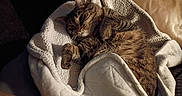 Surgarplum joined the competition — help win amazing prizes! animal, blanket, cat, cats, cozy, cuddling, cute, ears, feline, fur, home, indoor, pet, portrait, relaxed, sleeping, snuggling, tabby, warm, whiskers