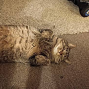 Surgarplum is registered to the contest to win money with this photo: cat, tabby_cat, lying_down, carpet, indoor, pet, feline, relaxed, fur, toy_car, brown, beige, paws, whiskers, sleepy, cute, animal, domestic_animal, household, resting