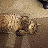 cat, tabby_cat, lying_down, carpet, indoor, pet, feline, relaxed, fur, toy_car, brown, beige, paws, whiskers, sleepy, cute, animal, domestic_animal, household, resting