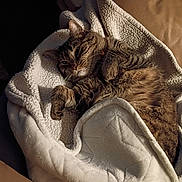 Surgarplum is registered to the contest to win money with this photo: animal, blanket, cat, couch, cozy, curled_up, feline, fleece, home, indoors, paws, pet, portrait, relaxed, sleeping, snuggling, striped_fur, tabby, warm_lighting, whiskers