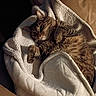 animal, blanket, cat, couch, cozy, curled_up, feline, fleece, home, indoors, paws, pet, portrait, relaxed, sleeping, snuggling, striped_fur, tabby, warm_lighting, whiskers