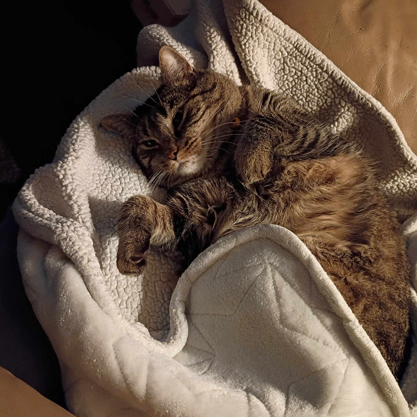 Surgarplum is registered to the contest to win money with this photo: animal, blanket, cat, couch, cozy, curled_up, feline, fleece, home, indoors, paws, pet, portrait, relaxed, sleeping, snuggling, striped_fur, tabby, warm_lighting, whiskers