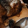 animal, bed, blanket, cat, closeup, comfort, cozy, cute, domestic_animal, feline, fur, indoor, mammal, paw, pet, relaxing, resting, sleeping, tabby_cat, whiskers