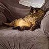 Surgarplum is registered to the contest to win money with this photo: cat, tabby, indoor, couch, furniture, relaxed, pet, animal, brown, cozy, lazy, sprawled, belly, fur, domestic, resting, home, comfortable, cute, sleepy