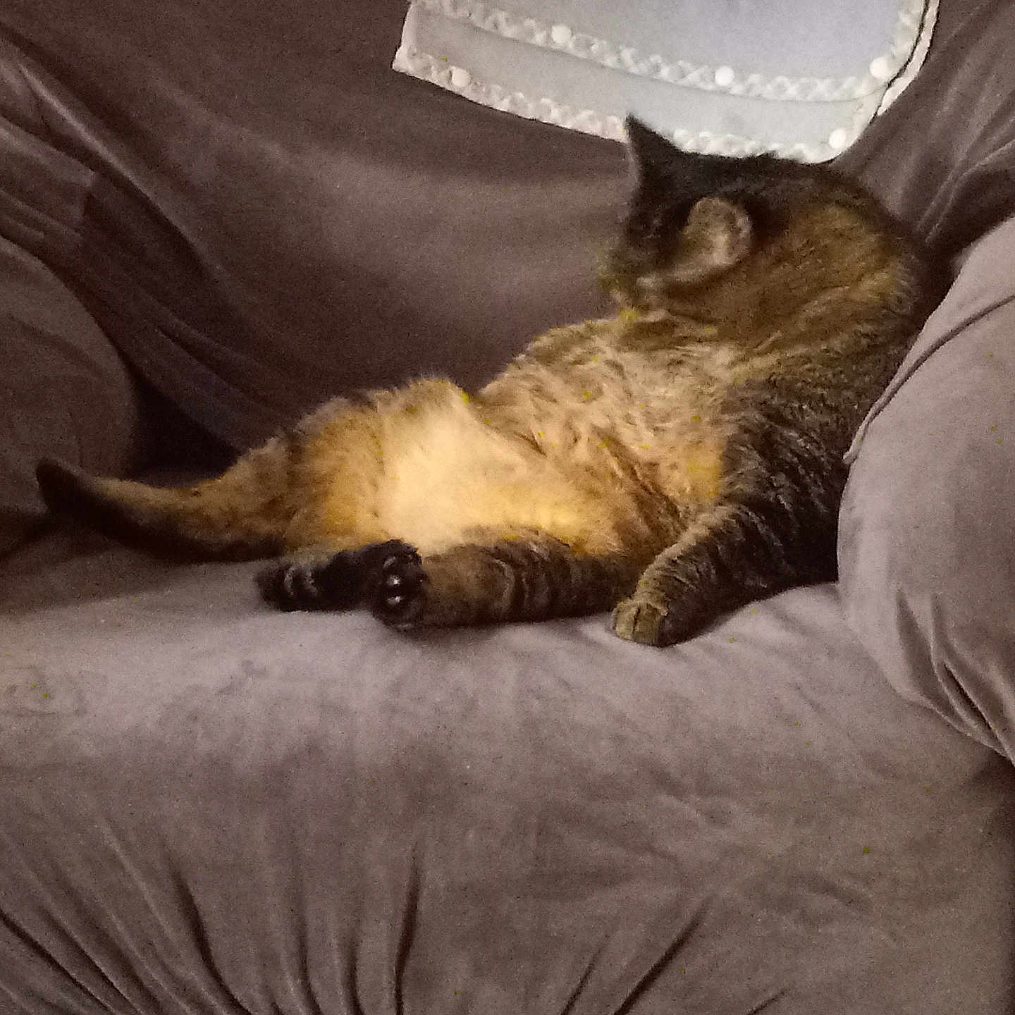 Surgarplum is registered to the contest to win money with this photo: cat, tabby, indoor, couch, furniture, relaxed, pet, animal, brown, cozy, lazy, sprawled, belly, fur, domestic, resting, home, comfortable, cute, sleepy