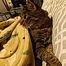 Surgarplum is registered to the contest to win money with this photo: cat, tabby, blanket, couch, indoor, pet, feline, striped, relaxed, fur, whiskers, collar, paw, domestic_animal, home, comfort, resting, side_view, warm_lighting, fabric