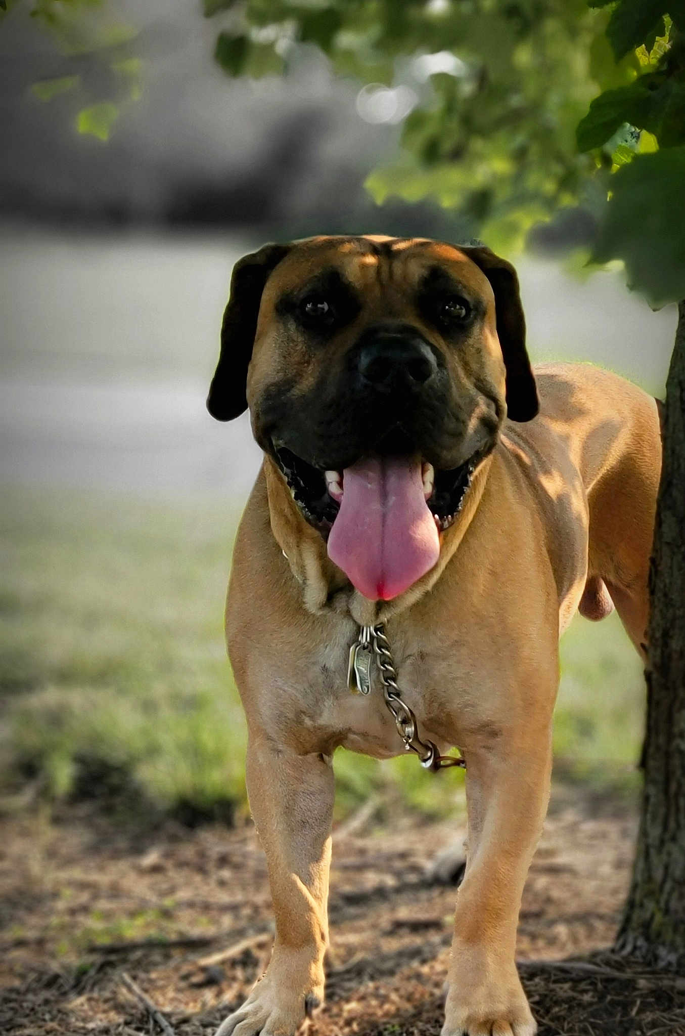 Enzo