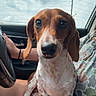 animal, brown_and_white, camouflage_clothing, car, closeup, cloudy_sky, cute, dachshund, dog, ears, indoor, lap, looking_at_camera, person, pet, puppy, seatbelt, sitting, whiskers, window