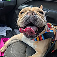 Jackson joined the competition — help win amazing prizes! dog, french_bulldog, pet, animal, car_interior, seat, harness, tongue_out, happy, close_up, canine, smiling, leash, indoor, vehicle, fur, paw, companion, cute, playful