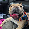 dog, french_bulldog, pet, animal, car_interior, seat, harness, tongue_out, happy, close_up, canine, smiling, leash, indoor, vehicle, fur, paw, companion, cute, playful