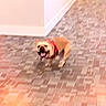 Jackson is registered to the contest to win money with this photo: dog, blurry, indoor, floor, patterned_floor, wall, corner, bandana, pet, canine, tan_dog, happy, tongue_out, four_legs, standing, excited, animal, domestic, mammal, playful