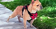 Jackson joined the competition — help win amazing prizes! dog, french_bulldog, pet, canine, outdoor, sidewalk, grass, harness, animal, standing, sunlight, nature, ears, paw, muzzle, leash, alert, daylight, portrait, companion