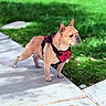 dog, french_bulldog, pet, canine, outdoor, sidewalk, grass, harness, animal, standing, sunlight, nature, ears, paw, muzzle, leash, alert, daylight, portrait, companion