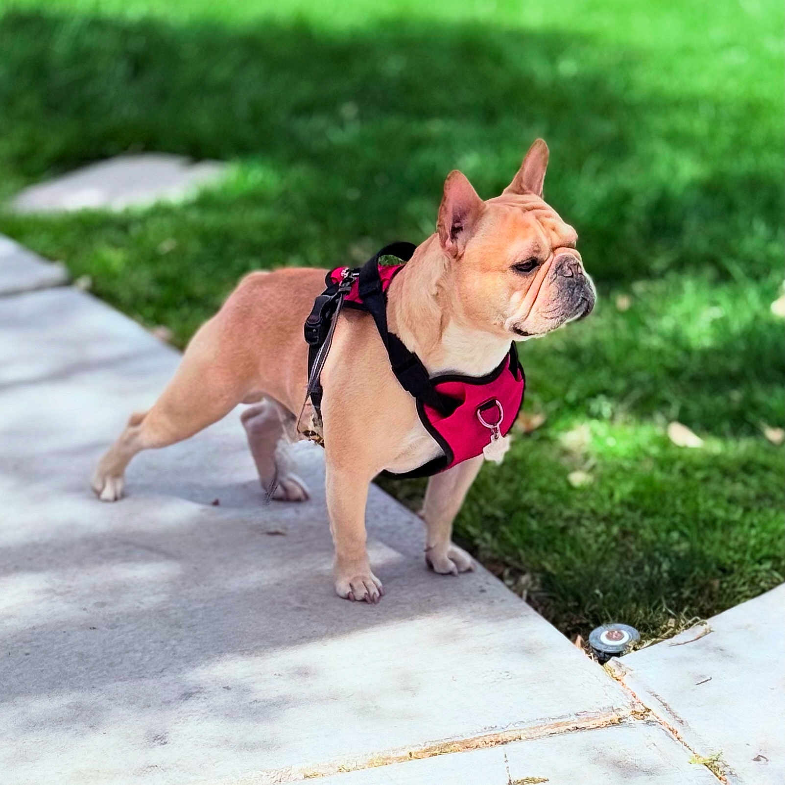 Jackson joined the competition — help win amazing prizes! dog, french_bulldog, pet, canine, outdoor, sidewalk, grass, harness, animal, standing, sunlight, nature, ears, paw, muzzle, leash, alert, daylight, portrait, companion