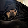 Jackson joined the competition — help win amazing prizes! dog, blanket, black, face, nose, eyes, cozy, indoor, pet, cute, wrapped, fur, animal, portrait, hide, muzzle, snout, expression, comfort, resting