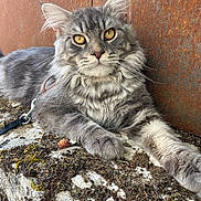Schabal participe au concours pour gagner de l'argent avec cette photo : cat, gray_tabby, feline, outdoor, moss, stone, rusty_metal, whiskers, fur, golden_eyes, close_up, animal, resting, pet, nature, texture, portrait, relaxed, muzzle, paw