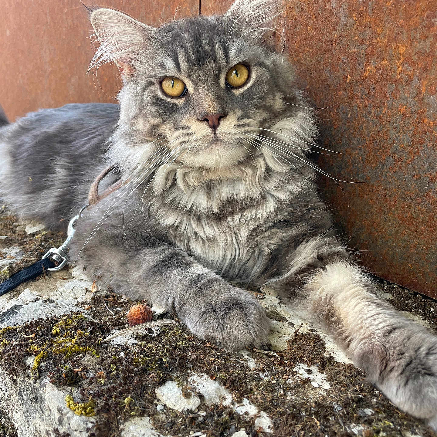 Schabal participe au concours pour gagner de l'argent avec cette photo : animal, cat, close_up, feline, fur, golden_eyes, gray_tabby, moss, muzzle, nature, outdoor, paw, pet, portrait, relaxed, resting, rusty_metal, stone, texture, whiskers