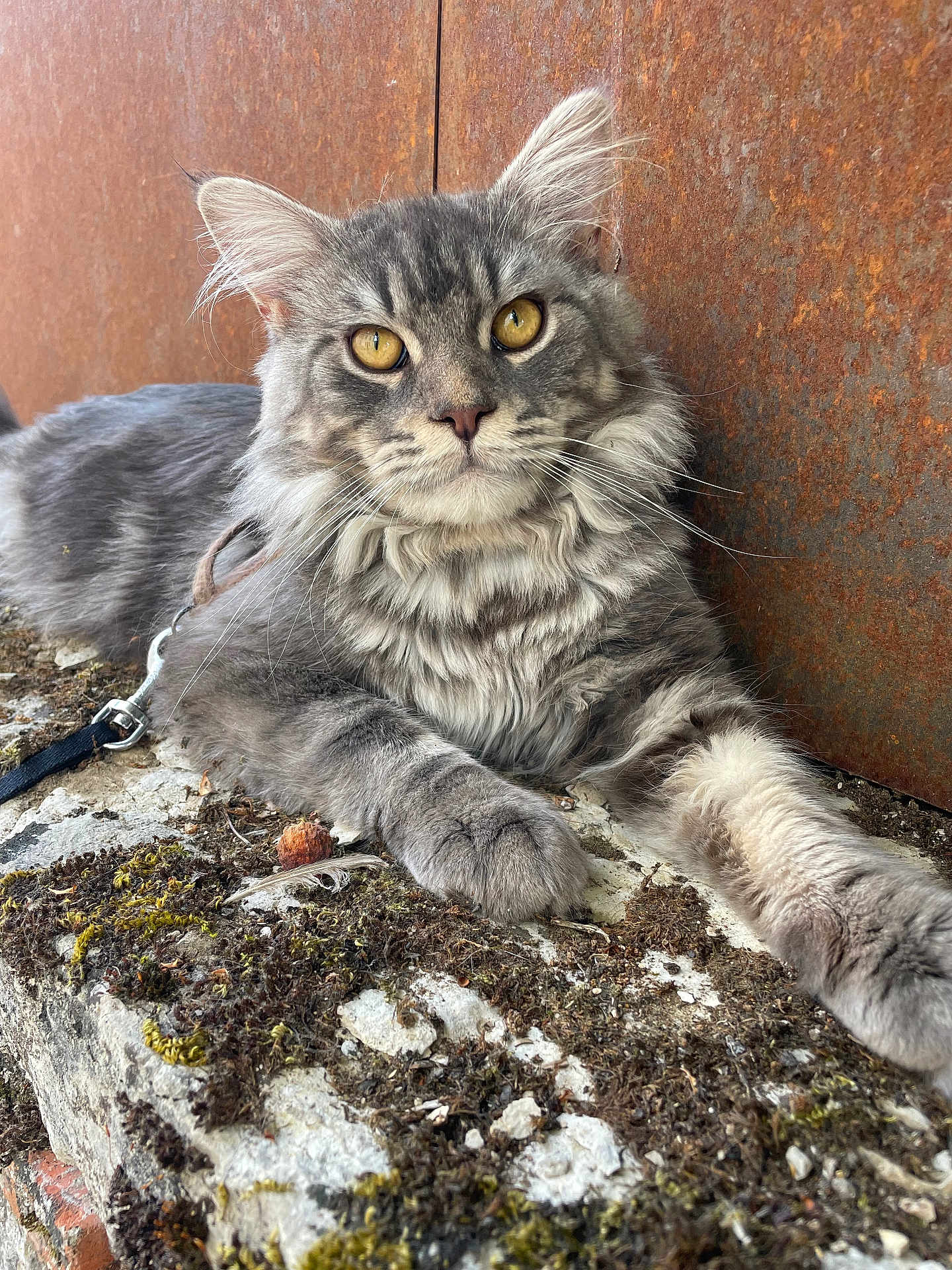 Schabal participe au concours pour gagner de l'argent avec cette photo : cat, gray_tabby, feline, outdoor, moss, stone, rusty_metal, whiskers, fur, golden_eyes, close_up, animal, resting, pet, nature, texture, portrait, relaxed, muzzle, paw
