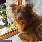 Maxou participe au concours pour gagner de l'argent avec cette photo : animal, brown_fur, calm, closeup, cozy, curious, dog, domestic, furniture, home, indoor, leafy_vine, natural_light, pet, plant, portrait, red_binder, relaxed, window, windowsill