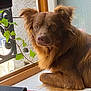animal, brown_fur, calm, closeup, cozy, curious, dog, domestic, furniture, home, indoor, leafy_vine, natural_light, pet, plant, portrait, red_binder, relaxed, window, windowsill