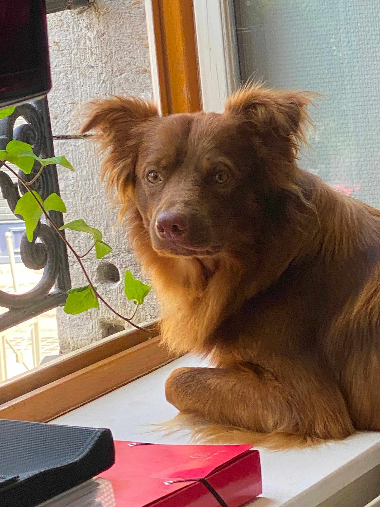 Maxou participe au concours pour gagner de l'argent avec cette photo : animal, brown_fur, calm, closeup, cozy, curious, dog, domestic, furniture, home, indoor, leafy_vine, natural_light, pet, plant, portrait, red_binder, relaxed, window, windowsill