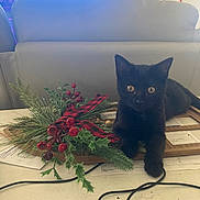 Twilight is registered to the contest to win money with this photo: black_cat, kitten, holiday_decoration, red_berries, greenery, table, papers, cables, chair, window, indoor, pet, feline, curious, sitting, domestic, cozy, ornament, holiday, decor