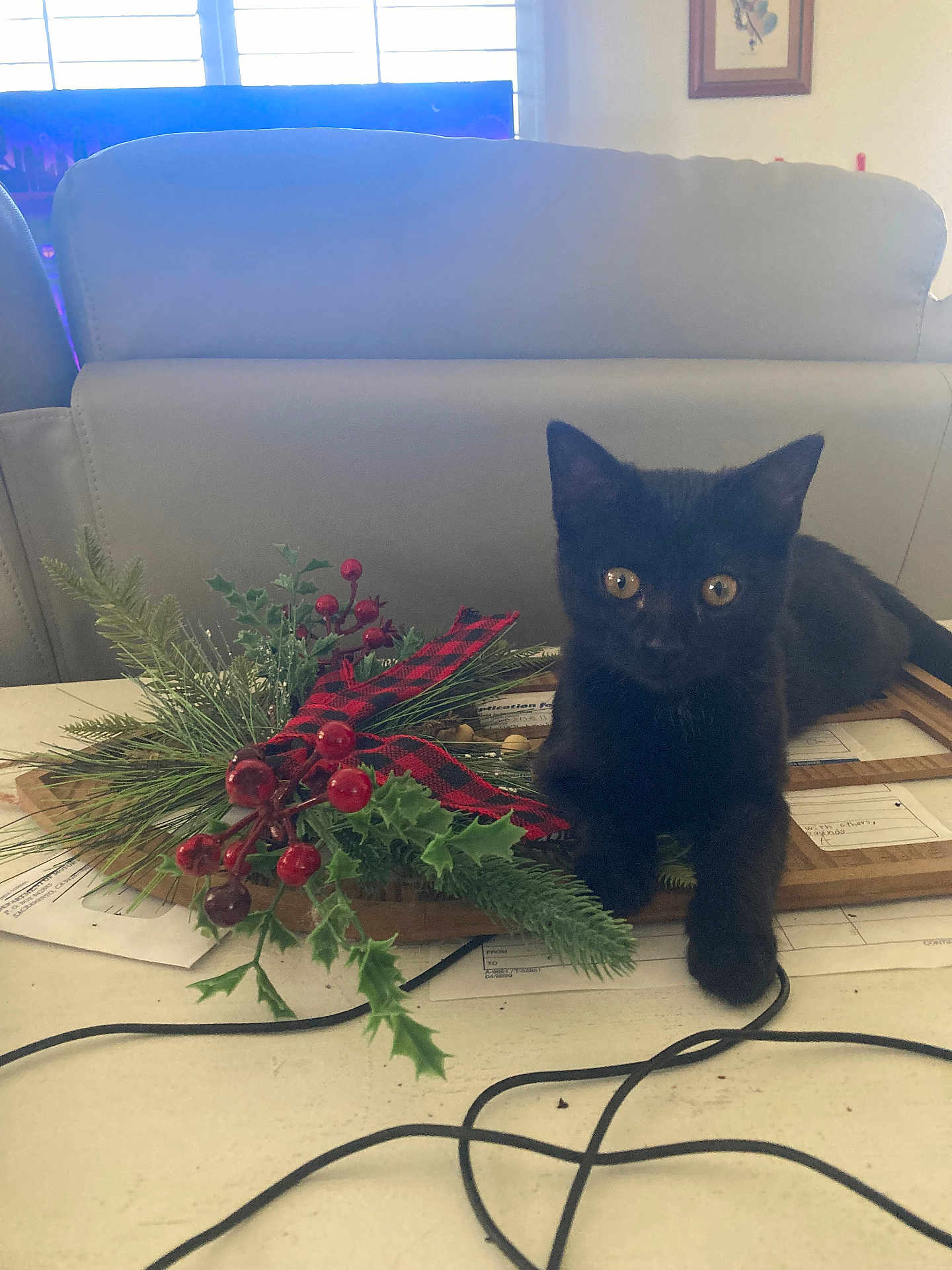 Twilight is registered to the contest to win money with this photo: black_cat, kitten, holiday_decoration, red_berries, greenery, table, papers, cables, chair, window, indoor, pet, feline, curious, sitting, domestic, cozy, ornament, holiday, decor