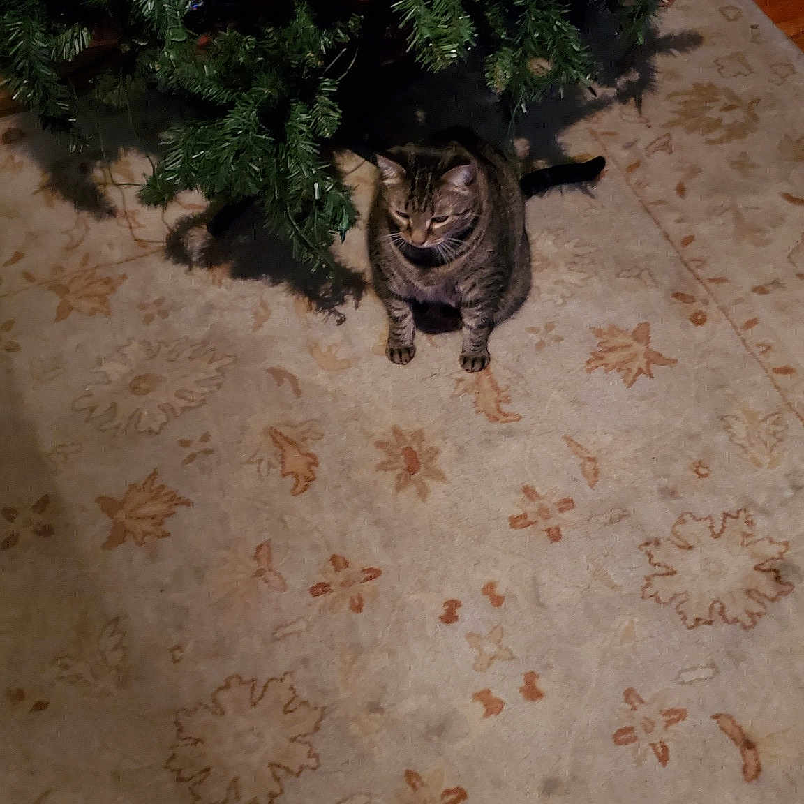 Kitty Bonbon