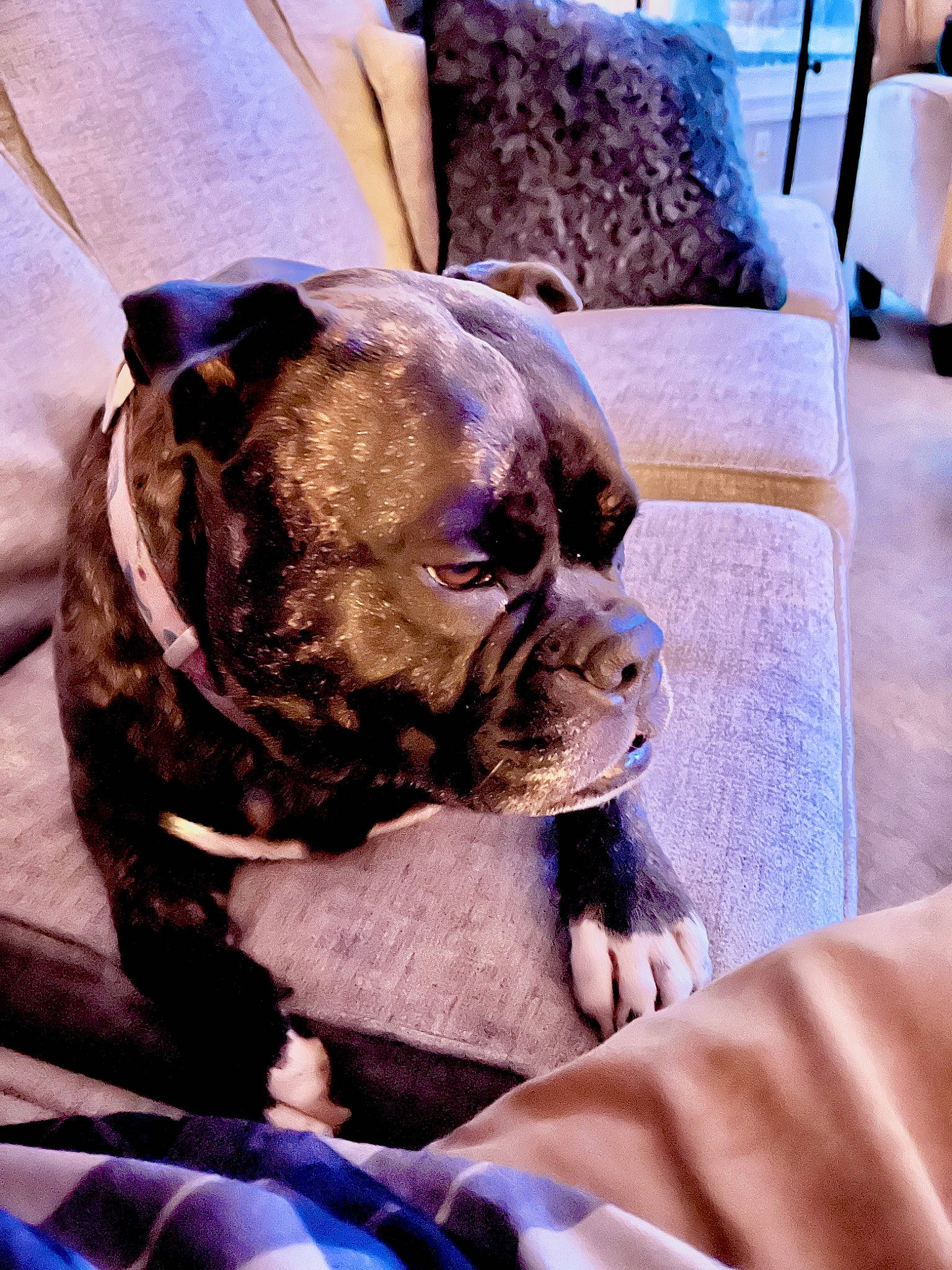 Bowie is registered to the contest to win money with this photo: blue, bulldog, canidae, carnivore, comfort, companion_dog, dog, dog_breed, fawn, fur, linens, molosser, pug, purple, snout, sporting_group, toy_dog, whiskers, working_animal, wrinkle