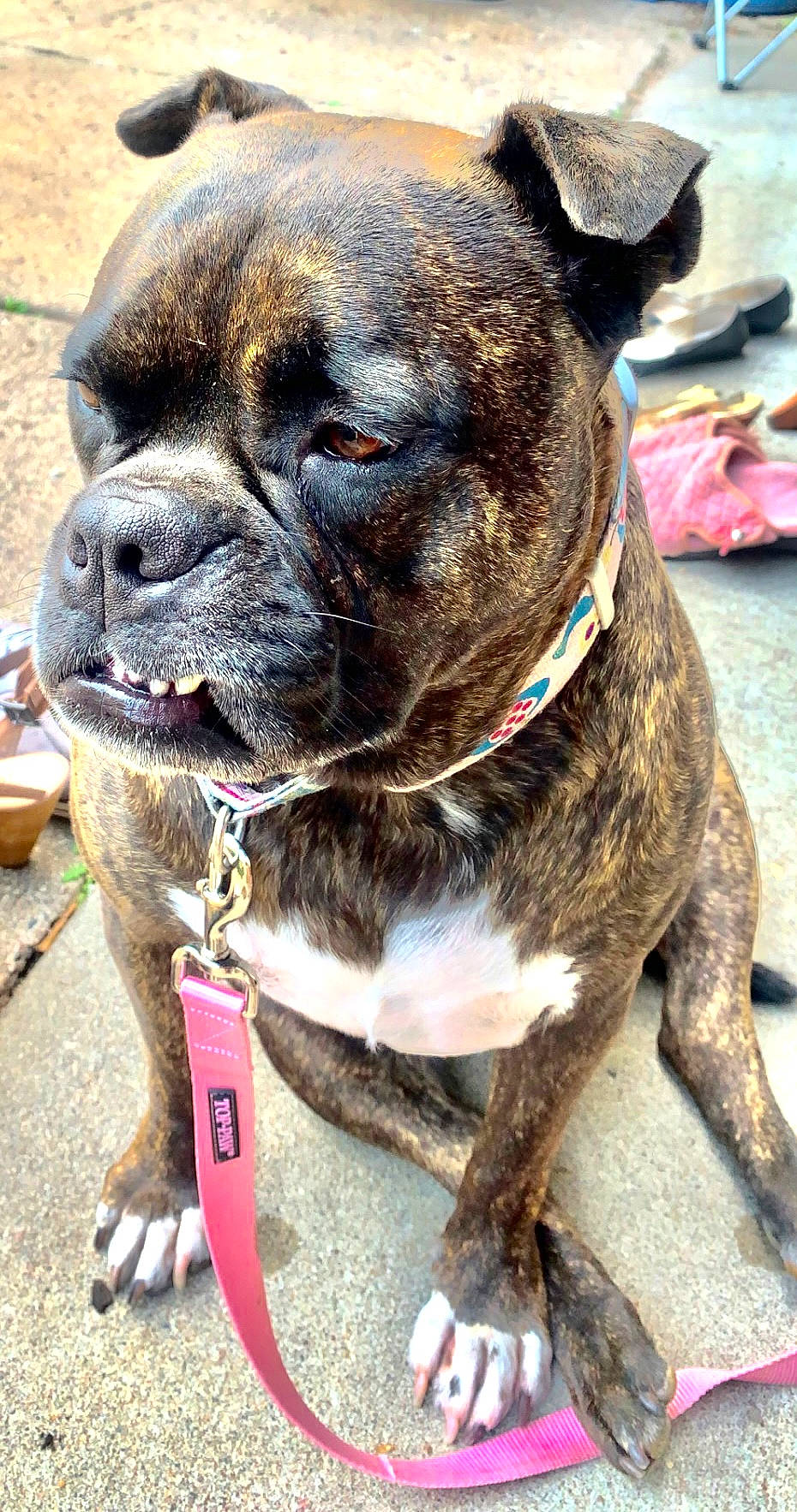 Bowie joined the competition — help win amazing prizes! boxer, carnivore, collar, companion_dog, dog, dog_breed, dog_collar, fawn, fur, giant_dog_breed, leash, liver, pet_supply, snout, sporting_group, terrestrial_animal, whiskers, working_animal, working_dog, wrinkle