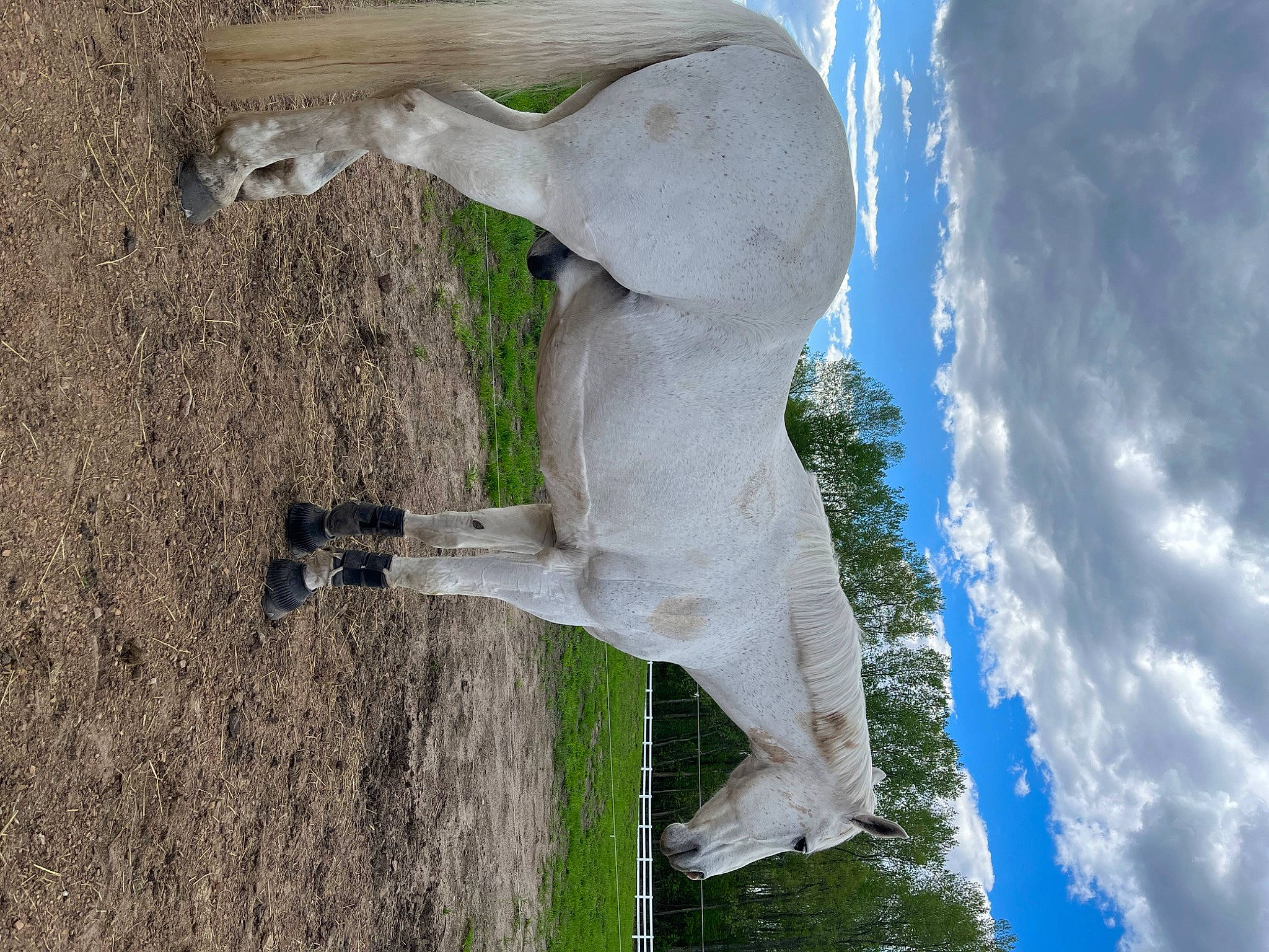 Bowie is registered to the contest to win money with this photo: art, classical_sculpture, cloud, cumulus, gesture, grass, hand, head, monument, plant, rock, sculpture, sky, soil, statue, tail, tree, trunk, water, wood