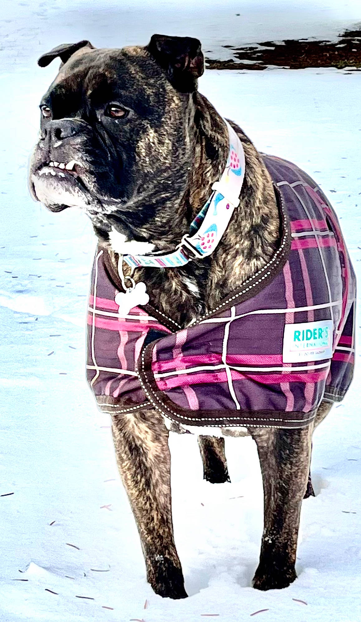 Bowie joined the competition — help win amazing prizes! carnivore, collar, companion_dog, dog, dog_breed, dog_clothes, dog_collar, dog_supply, fawn, leash, magenta, pet_supply, pink, sleeve, snout, snow, sporting_group, water, window, working_animal