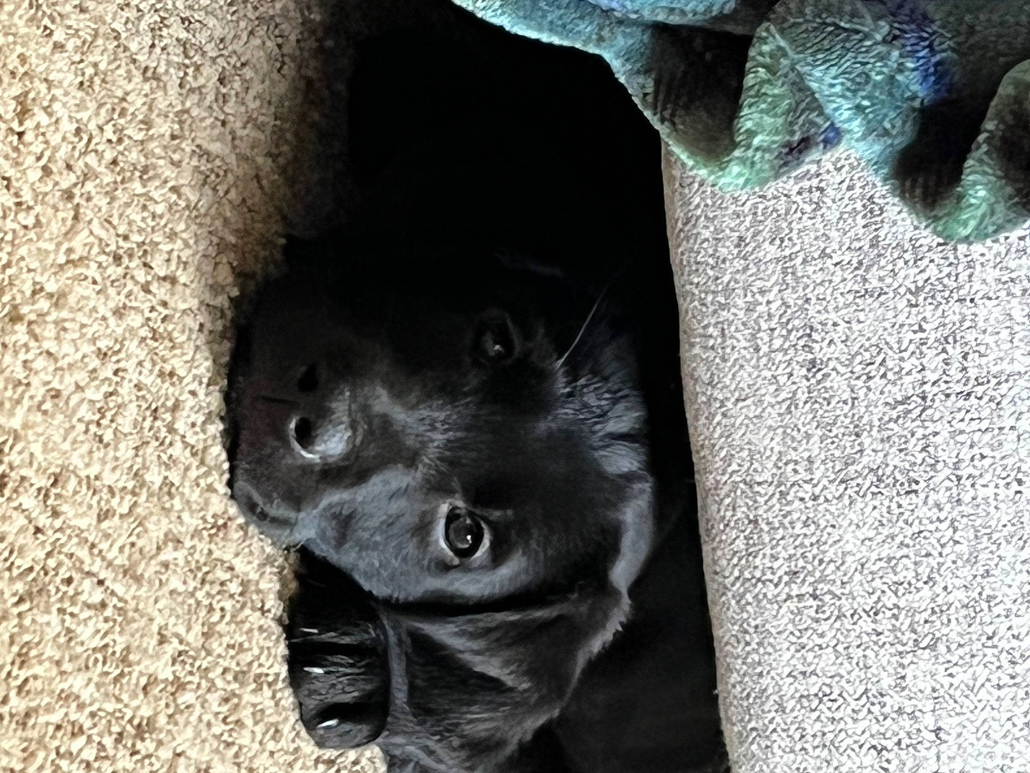 Billy Blue is registered to the contest to win money with this photo: art, borador, canidae, carnivore, companion_dog, dog, dog_breed, electric_blue, foot, fur, guard_dog, non_sporting_group, paw, retriever, snout, sporting_group, street_dog, terrestrial_animal, whiskers, working_animal