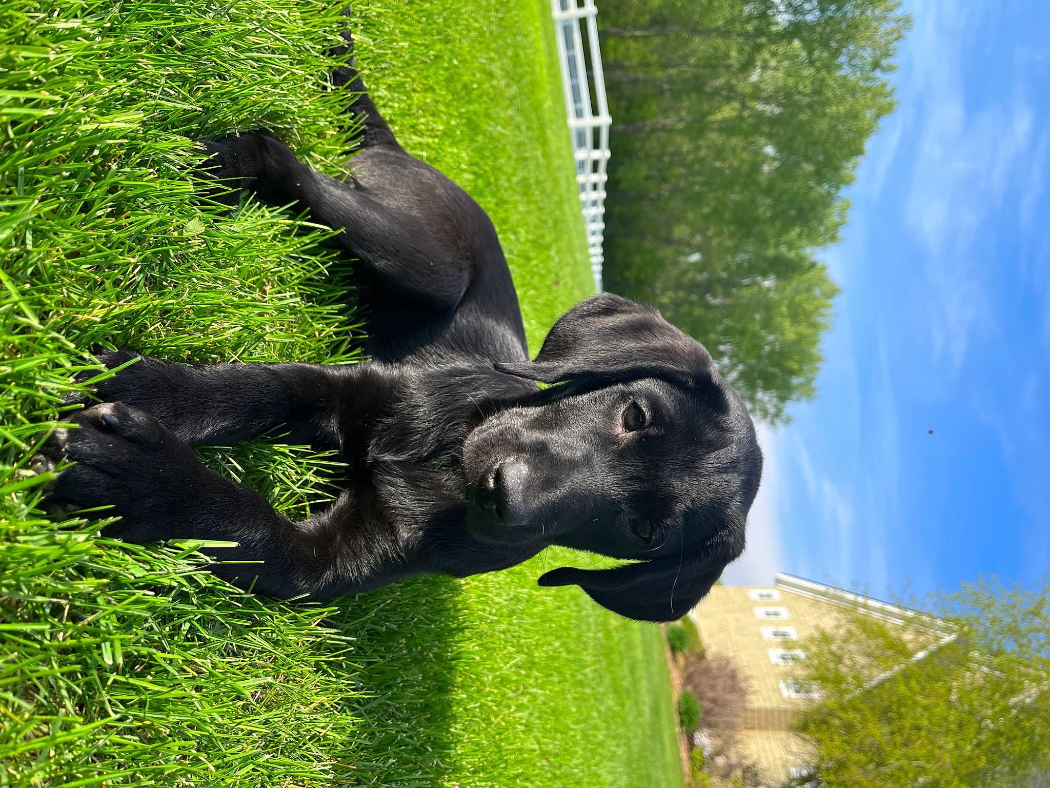 Billy Blue joined the competition — help win amazing prizes! art, botany, cloud, dog_breed, elephant, elephants_and_mammoths, fawn, gesture, grass, lawn_ornament, monument, plant, sculpture, sky, snout, statue, tail, terrestrial_animal, tree, working_animal