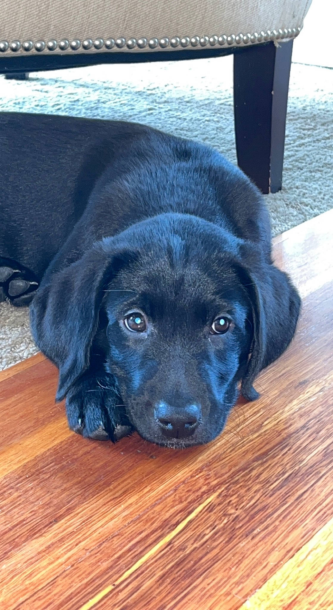 Billy Blue is registered to the contest to win money with this photo: borador, canidae, carnivore, companion_dog, dog, dog_breed, electric_blue, flooring, fur, gun_dog, hardwood, liver, retriever, snout, sporting_group, terrestrial_animal, whiskers, wood, wood_stain, working_animal