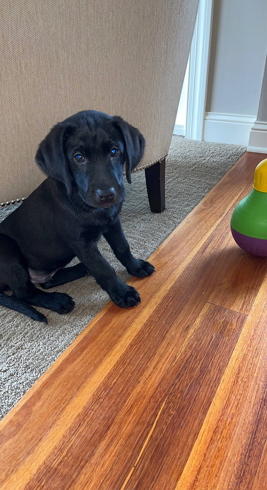 Billy Blue is registered to the contest to win money with this photo: borador, carnivore, companion_dog, dog, dog_breed, fawn, floor, flooring, gun_dog, hardwood, laminate_flooring, liver, plank, sporting_group, tail, varnish, wood, wood_flooring, wood_stain, working_animal