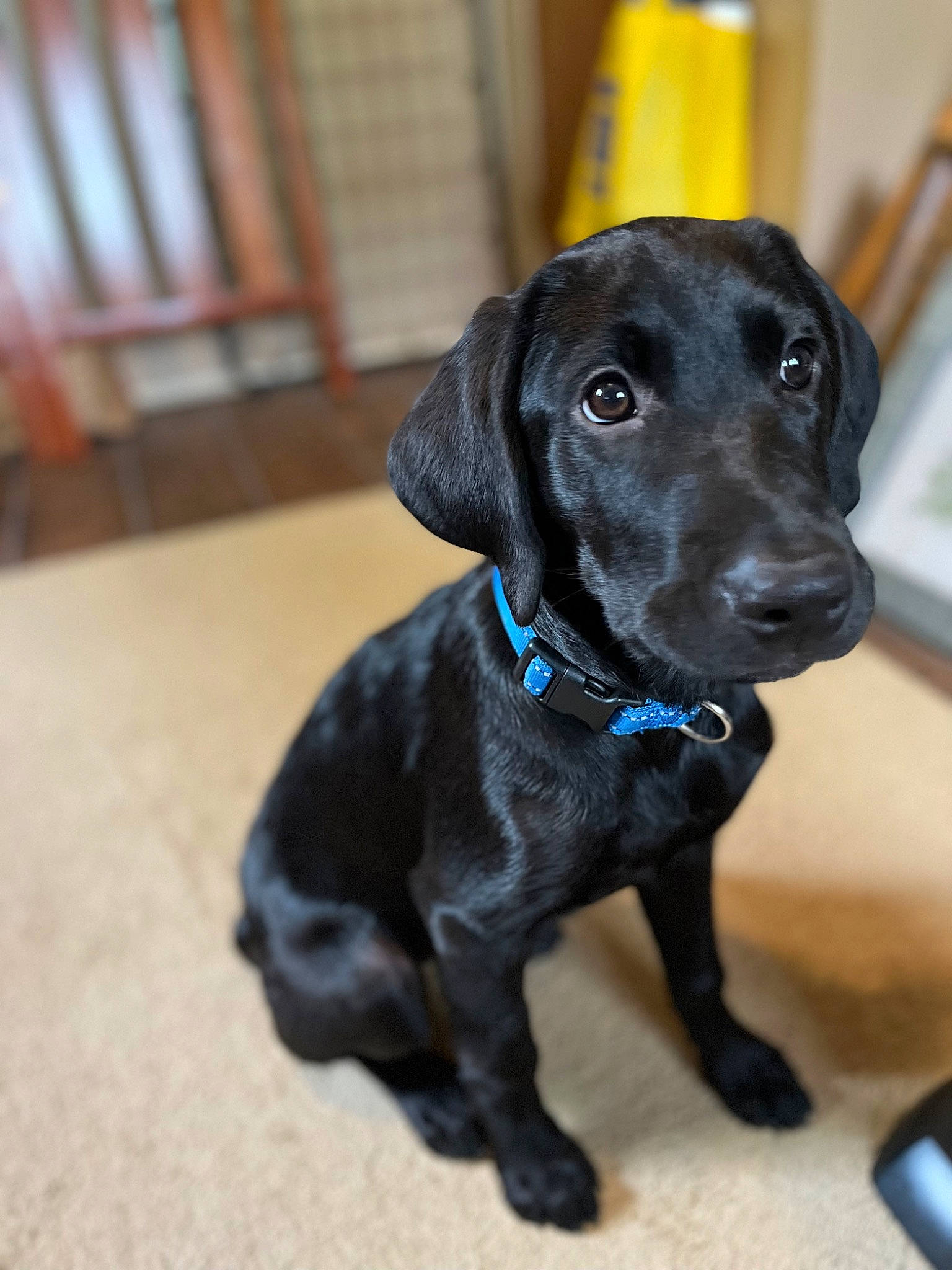 Billy Blue joined the competition — help win amazing prizes! borador, canidae, carnivore, collar, companion_dog, dog, dog_breed, dog_collar, eye, fawn, flooring, fur, gun_dog, leash, liver, pet_supply, retriever, sporting_group, whiskers, working_animal