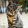 kitten, cat, tabby, animal, pet, fur, ears, whiskers, cute, small, sitting, young, curious, indoor, floor, blurred_background, striped, mammal, adorable, feline